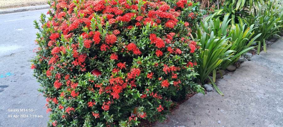 A red flowers on a bush

Description automatically generated